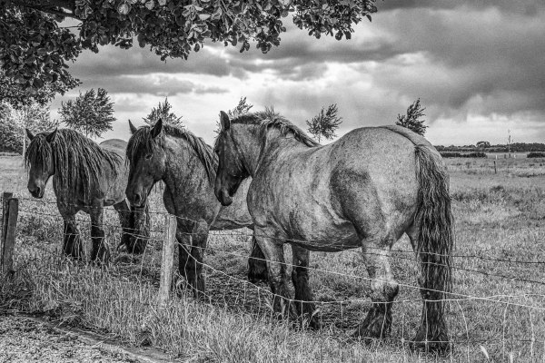 Prisma Leuven - Marcel Janssen - 3 paarden